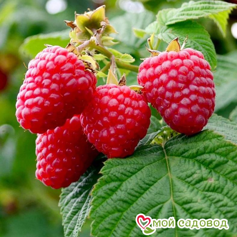 Малина Столешник ЗКС