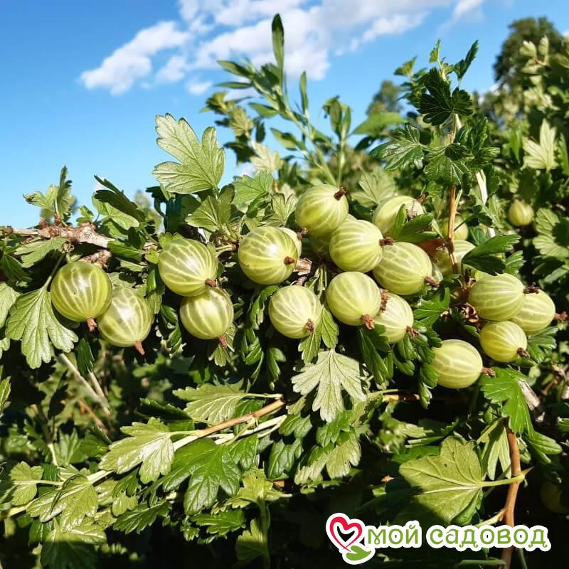 Крыжовник Снежана