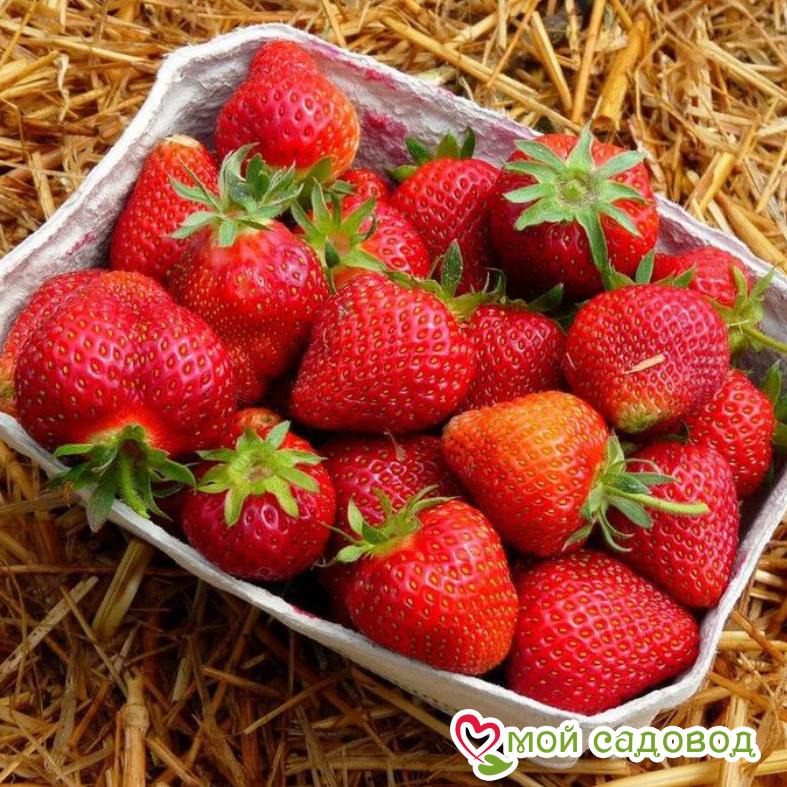 Клубника Талка