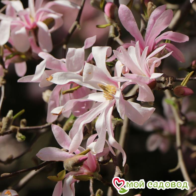 Магнолия Лебнера Леонард Мессель