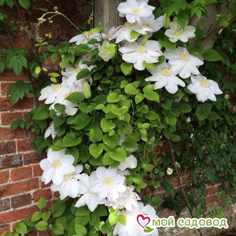 Клематис МЭРИ-КЛЭР