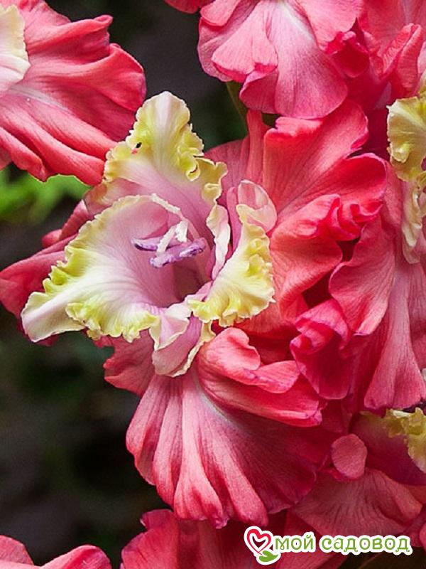 ГЛАДИОЛУС МАХРОВЫЙ БРОКЕН ХАРТ ФРИЗЗЛ