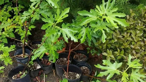 Инжир литтл Мисс Фигги